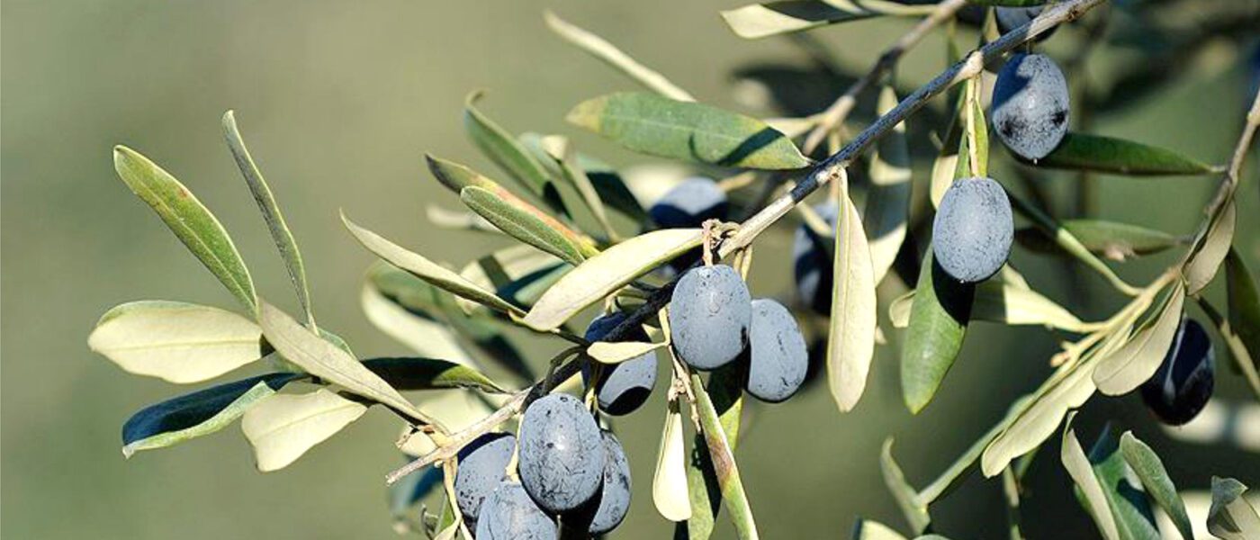 zeytin