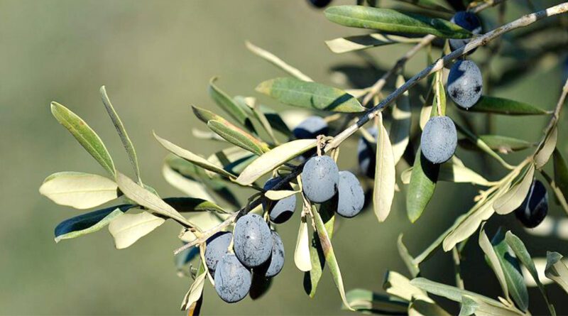 zeytin