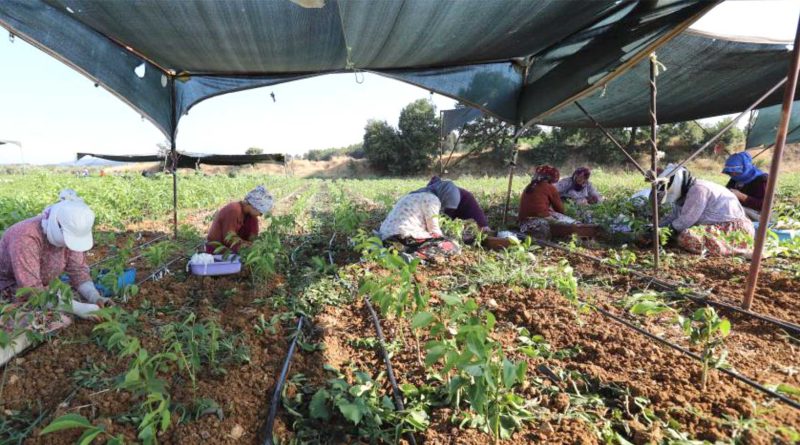 Ceviz goz asisi islemi basladi