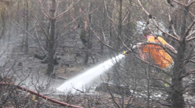 Kazdaglarinda orman yangini