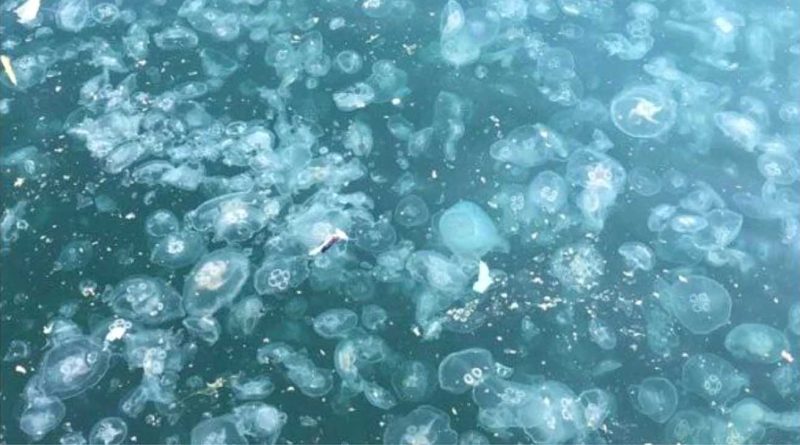 guney marmara denizalti