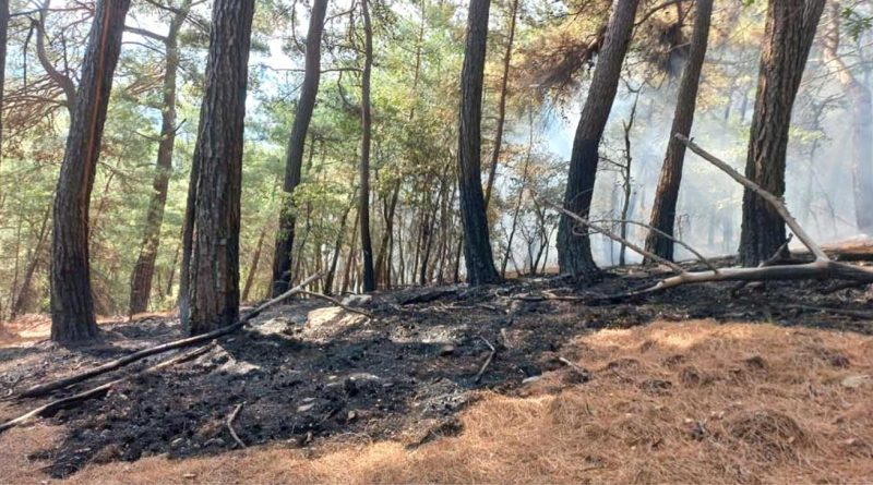 kazdaglarinda yanginsasasas