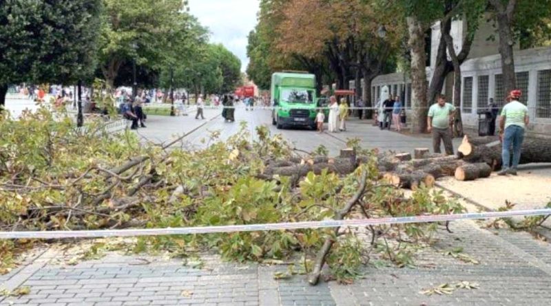 sultanahmet agac devrildi