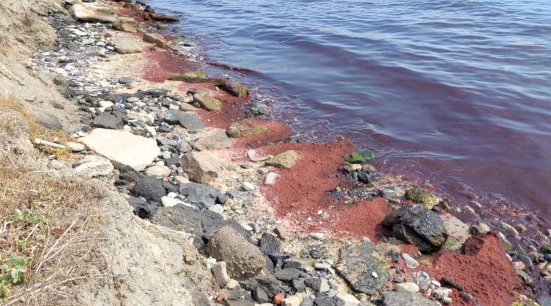 tekirdag kiyilari kirmizi yosun