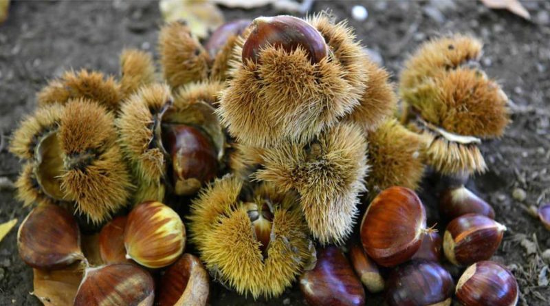 Kestane hasadina baslandi