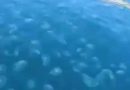 denizanasi istilasi 2