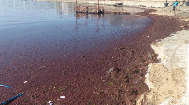 Marmara Denizi kiyilarinda kizil yosunlar