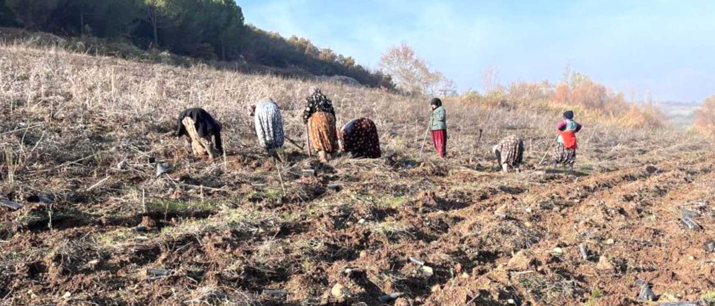 Balikesire 261 dekarlik yeni bal ormani