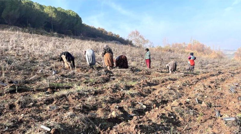 Balikesire 261 dekarlik yeni bal ormani