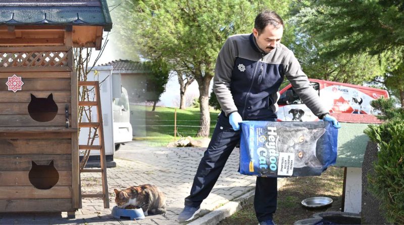 Kareside Sokak Hayvanlari Kis Aylari Yalniz Degil