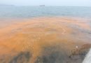 Denizde turuncu renk ve denizanasi istilasi