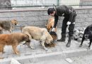 Esenyurt Belediyesi sokak hayvanlarina mama ve su destegini surduruyor