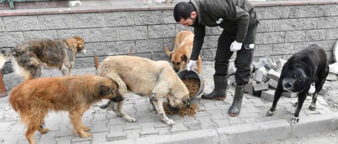 Esenyurt Belediyesi sokak hayvanlarina mama ve su destegini surduruyor