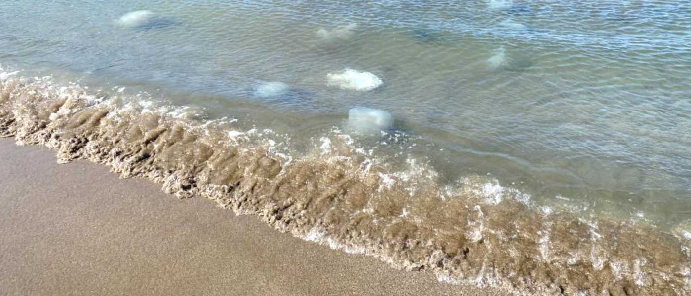 zehirli denizanasina dokunmayin