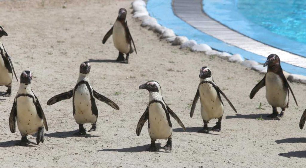 Hayvanat Bahcesinde penguen ailesine 2 yeni uye