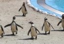 Hayvanat Bahcesinde penguen ailesine 2 yeni uye