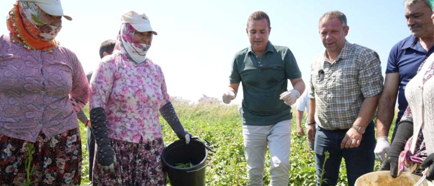 alim garantili bamya hasadi basladi 1