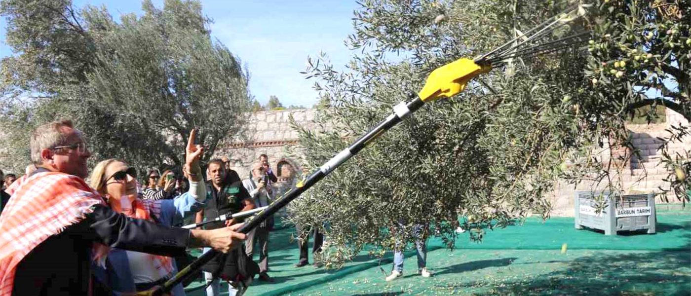 ilk hasat Barbunun Ciftliginde gerceklesti