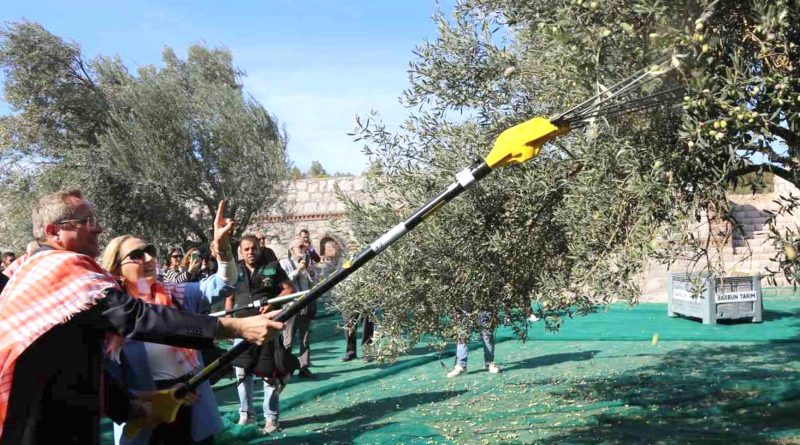 ilk hasat Barbunun Ciftliginde gerceklesti